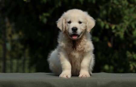 JENIFFER CUCCIOLO MASCHIO DI GOLDEN RETRIEVER SAN NICOLO 4000