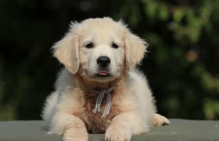 JENIFFER CUCCIOLO MASCHIO DI GOLDEN RETRIEVER SAN NICOLO 4016