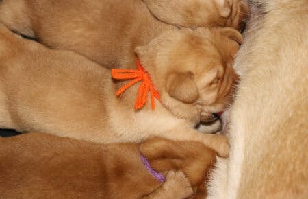 RED MOOD CUCCIOLI DI LABRADOR GIALLO FOXRED SAN NICOLO 4352