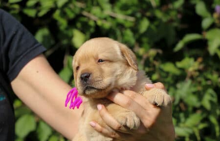 RED MOON CUCCIOLO MASCHIO DI LABRADOR SAN NICOLO 4502