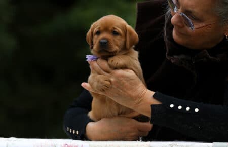 REDMOON CUCCIOLI FEMMINE DI LABRADOR FOXRED SAN NICOLO 4635