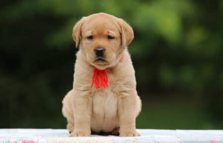 REDMOON CUCCIOLO FEMMINA DI LABRADOR SAN NICOLO 4544