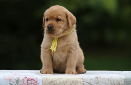 REDMOON CUCCIOLO FEMMINA DI LABRADOR SAN NICOLO 4660