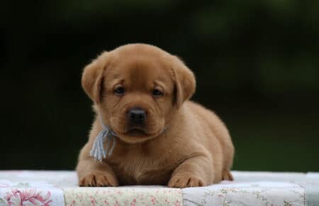 REDMOON CUCCIOLO MASCHIO DI LABRADOR SAN NICOLO 4589