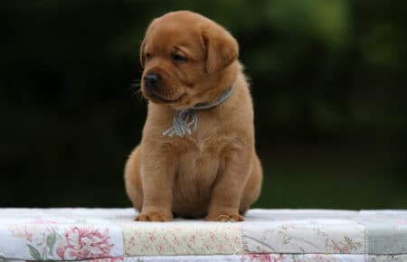 REDMOON CUCCIOLO MASCHIO DI LABRADOR SAN NICOLO 4590