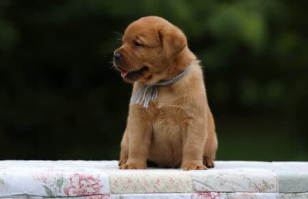 REDMOON CUCCIOLO MASCHIO DI LABRADOR SAN NICOLO 4594
