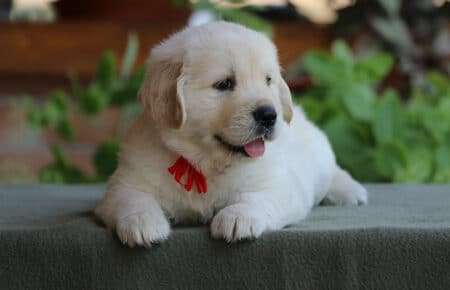 SWEETY CUCCIOLA FEMMINA DI GOLDEN RETRIEVER SAN NICOLO 4247