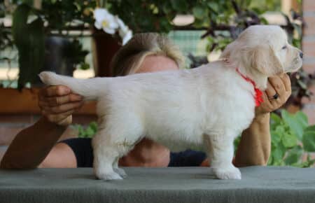 SWEETY CUCCIOLA FEMMINA DI GOLDEN RETRIEVER SAN NICOLO 4250