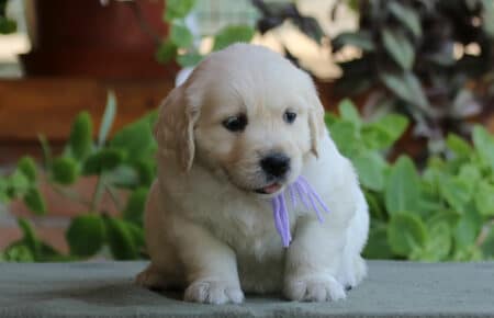 SWEETY CUCCIOLA FEMMINA DI GOLDEN RETRIEVER SAN NICOLO 4262
