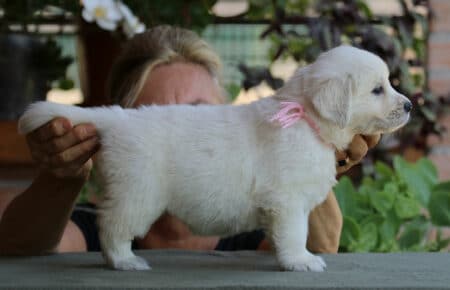 SWEETY CUCCIOLA FEMMINA DI GOLDEN RETRIEVER SAN NICOLO 4289
