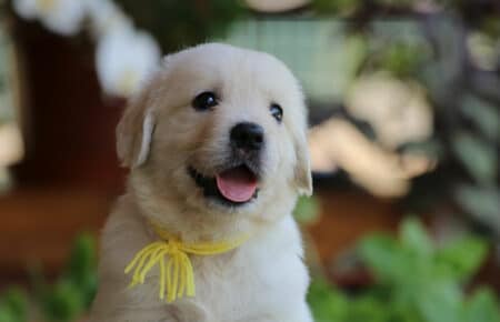 SWEETY CUCCIOLA FEMMINA DI GOLDEN RETRIEVER SAN NICOLO 4306