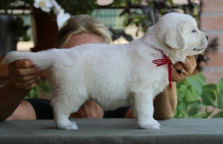SWEETY CUCCIOLA FEMMINA DI GOLDEN RETRIEVER SAN NICOLO 4341