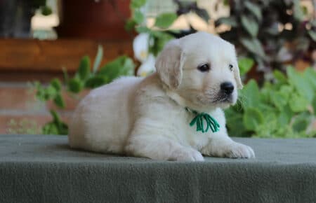 SWEETY CUCCIOLO MASCHIO DI GOLDEN RETRIEVER SAN NICOLO 4177