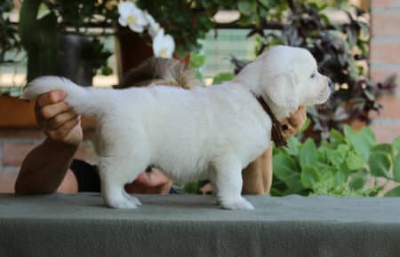 SWEETY CUCCIOLO MASCHIO DI GOLDEN RETRIEVER SAN NICOLO 4187
