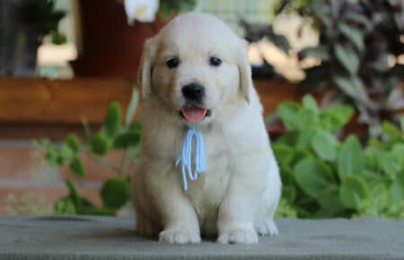 SWEETY CUCCIOLO MASCHIO DI GOLDEN RETRIEVER SAN NICOLO 4191