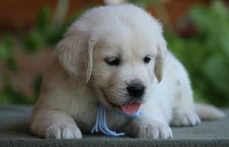SWEETY CUCCIOLO MASCHIO DI GOLDEN RETRIEVER SAN NICOLO 4204