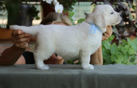 SWEETY CUCCIOLO MASCHIO DI GOLDEN RETRIEVER SAN NICOLO 4207
