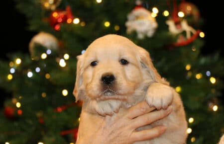 BESSIE CUCCIOLA FEMMINA COLLARE ARANCIO GOLDEN RETRIEVER SAN NICOLO 5459