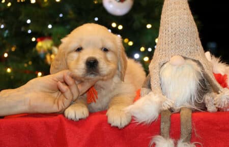 BESSIE CUCCIOLA FEMMINA COLLARE ARANCIO GOLDEN RETRIEVER SAN NICOLO 5465