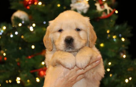 BESSIE CUCCIOLA FEMMINA COLLARE ARANCIO GOLDEN RETRIEVER SAN NICOLO 5469