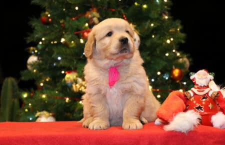 BESSIE CUCCIOLA FEMMINA COLLARE FUXIA GOLDEN RETRIEVER SAN NICOLO 5442