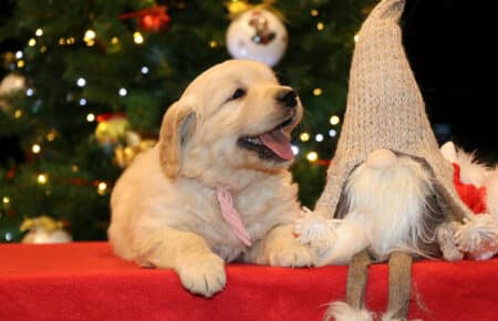 BESSIE CUCCIOLA FEMMINA COLLARE ROSA GOLDEN RETRIEVER SAN NICOLO 5455