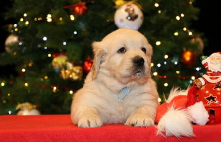 BESSIE CUCCIOLA MASCHIO COLLARE AZZURRO GOLDEN RETRIEVER SAN NICOLO 5418
