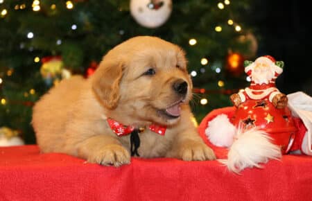 BESSIE CUCCIOLA MASCHIO COLLARE NERO GOLDEN RETRIEVER SAN NICOLO 5394