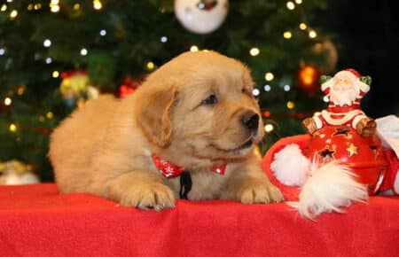 BESSIE CUCCIOLA MASCHIO COLLARE NERO GOLDEN RETRIEVER SAN NICOLO 5396