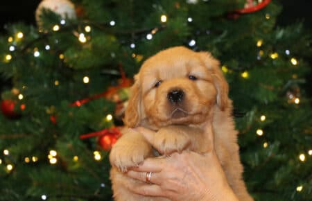 BESSIE CUCCIOLA MASCHIO COLLARE NERO GOLDEN RETRIEVER SAN NICOLO 5402