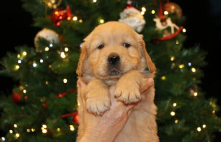 BESSIE CUCCIOLA MASCHIO COLLARE VERDE GOLDEN RETRIEVER SAN NICOLO 5434
