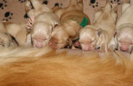 BESSIE CUCCIOLI DI GOLDEN RETRIEVER SAN NICOLO 4852