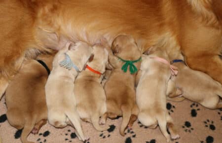 BESSIE CUCCIOLI DI GOLDEN RETRIEVER SAN NICOLO 4861
