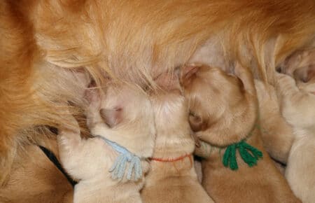 BESSIE CUCCIOLI DI GOLDEN RETRIEVER SAN NICOLO 4863