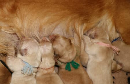 BESSIE CUCCIOLI DI GOLDEN RETRIEVER SAN NICOLO 4864
