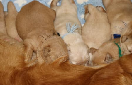 BESSIE CUCCIOLI DI GOLDEN RETRIEVER SAN NICOLO 4984