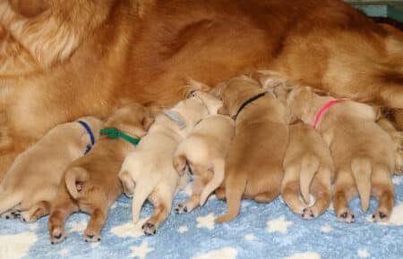 BESSIE CUCCIOLI DI GOLDEN RETRIEVER SAN NICOLO 4987