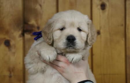 BESSIE CUCCIOLI DI GOLDEN RETRIEVER SAN NICOLO 5222