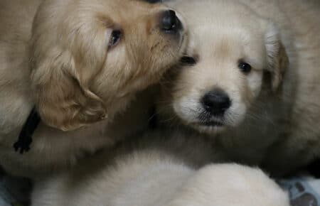 BESSIE CUCCIOLI DI GOLDEN RETRIEVER SAN NICOLO 5228