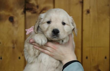 BESSIE CUCCIOLI DI GOLDEN RETRIEVER SAN NICOLO 5233