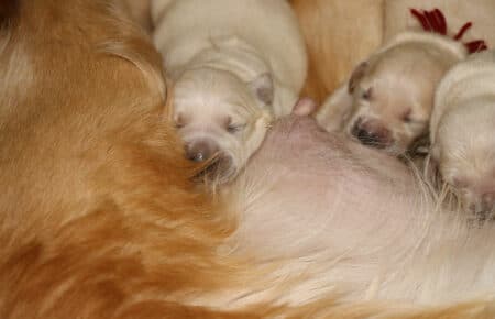 ESMERALDA CUCCIOLI DI GOLDEN RETRIEVER SAN NICOLO 4812