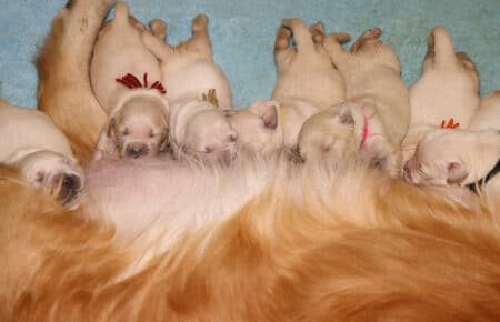 ESMERALDA CUCCIOLI DI GOLDEN RETRIEVER SAN NICOLO 4813