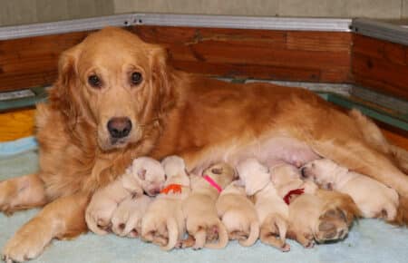 ESMERALDA CUCCIOLI DI GOLDEN RETRIEVER SAN NICOLO 4822