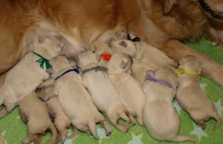 ESMERALDA CUCCIOLI DI GOLDEN RETRIEVER SAN NICOLO 4877