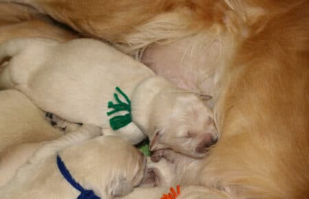 ESMERALDA CUCCIOLI DI GOLDEN RETRIEVER SAN NICOLO 4879
