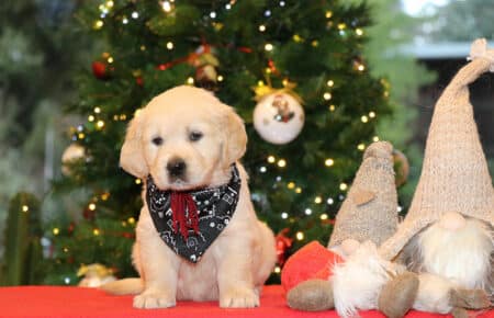 ESMERALDA CUCCIOLI FEMMINA COLLARE BORDEAUX GOLDEN RETRIEVER SAN NICOLO 5358