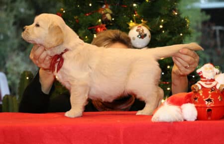 ESMERALDA CUCCIOLI FEMMINA COLLARE BORDEAUX GOLDEN RETRIEVER SAN NICOLO 5360