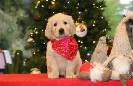 ESMERALDA CUCCIOLI FEMMINA COLLARE FUXIA GOLDEN RETRIEVER SAN NICOLO 5340