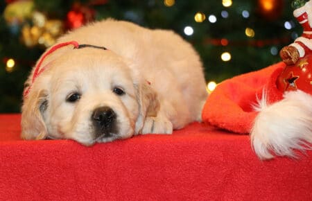 ESMERALDA CUCCIOLI FEMMINA COLLARE GIALLO GOLDEN RETRIEVER SAN NICOLO 5370