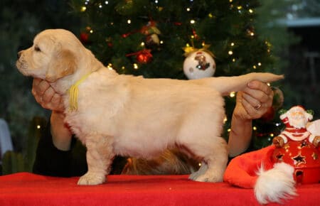 ESMERALDA CUCCIOLI FEMMINA COLLARE GIALLO GOLDEN RETRIEVER SAN NICOLO 5373